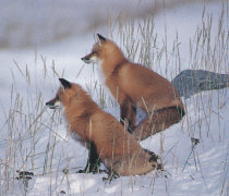 IMG_0006 IMG_0006